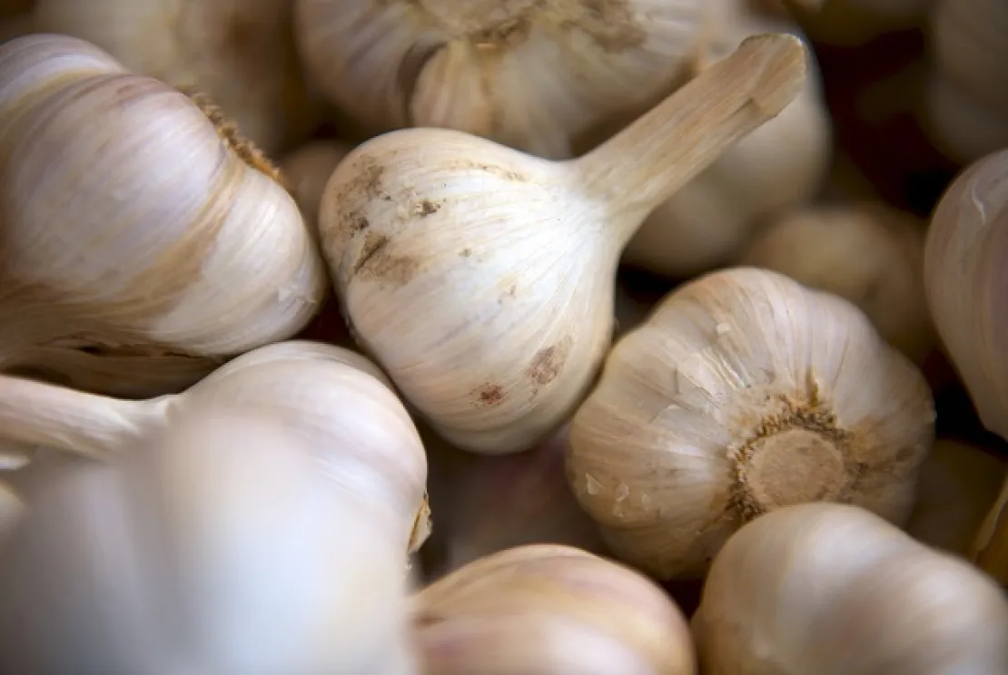 5 Manfaat Bawang Putih yang Belum Anda Ketahui