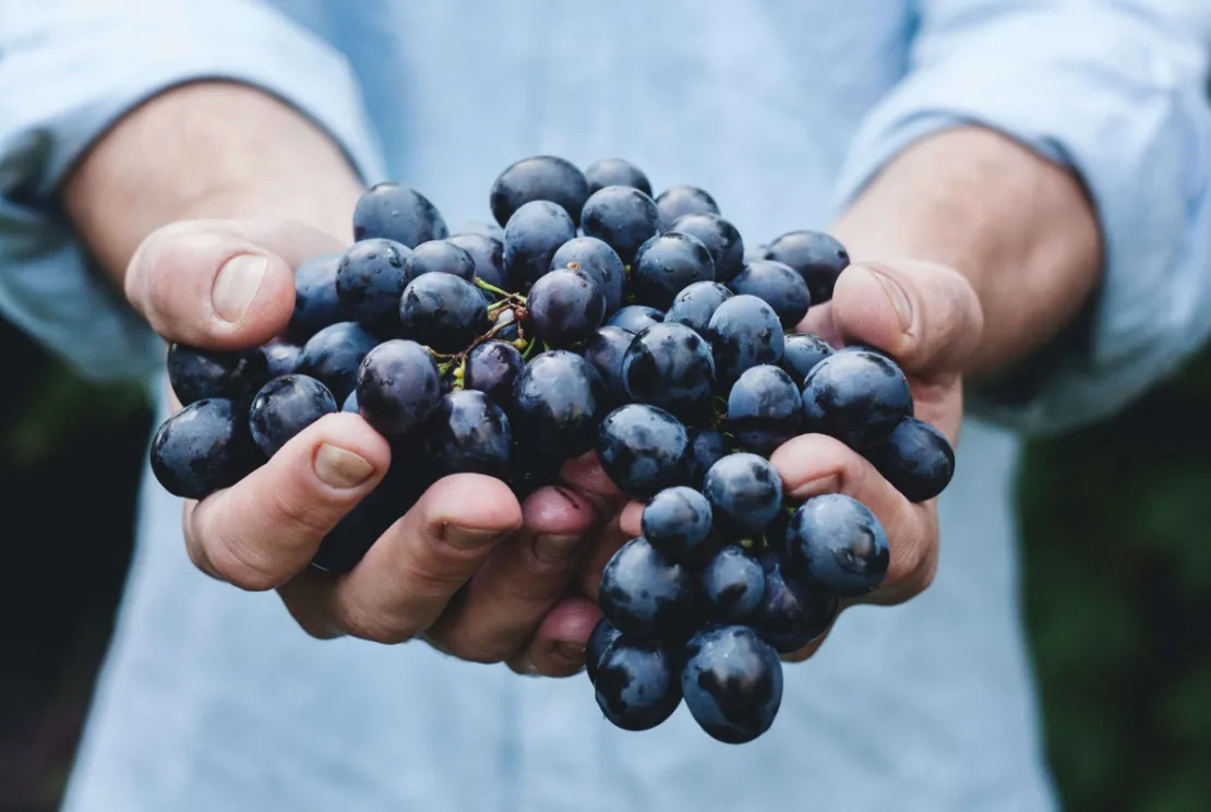 Ada Buah yang Punya Kandungan Tinggi Gula, Amankah Dikonsumsi Rutin?