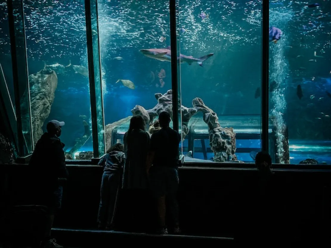 Ini Taman Aquarium Terbaik Indonesia untuk Wisata Keluarga