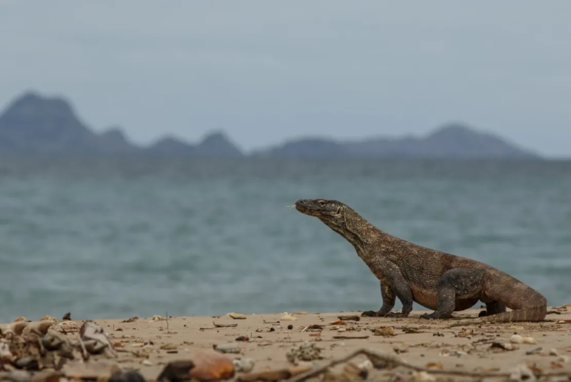 7 Daya Tarik Wisata Labuan Bajo yang Harus Dijelajahi