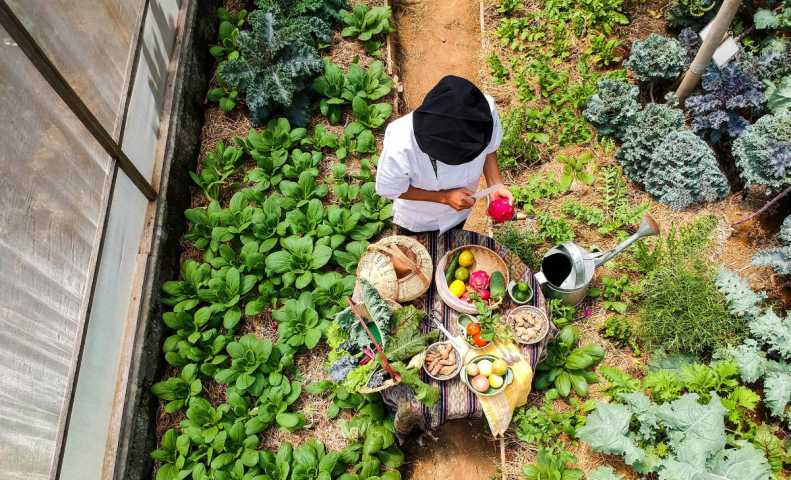 Ingin Tanam  Sayuran Organik Di  Rumah  Begini Cara Mudahnya 